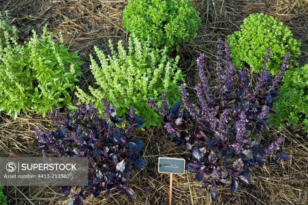 Small leaves basil and Purple basil Provence