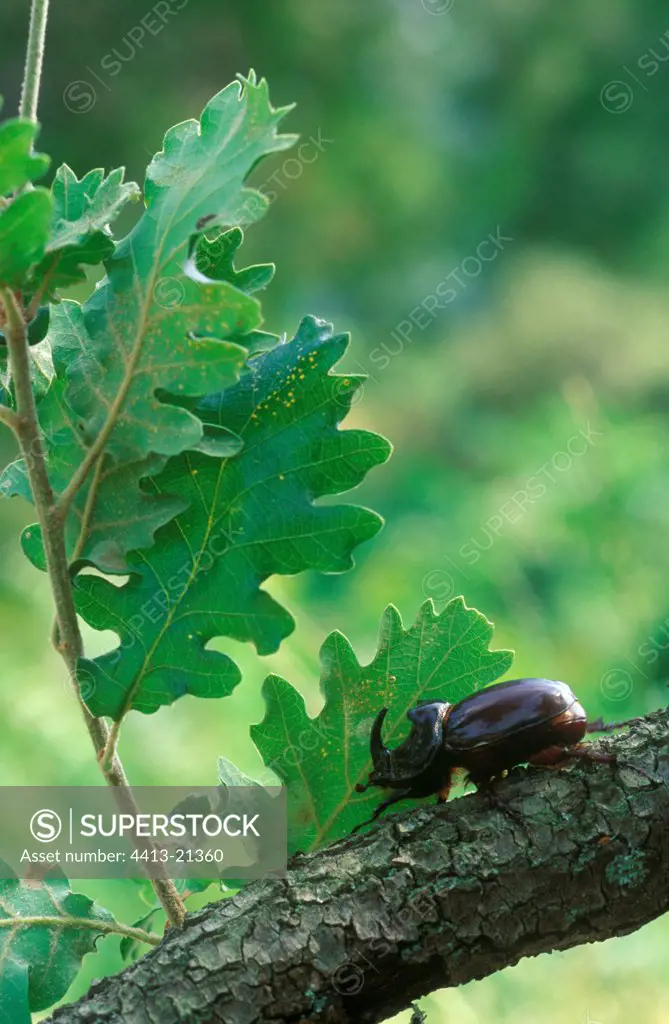 European rhinoceros beetle on a branch France