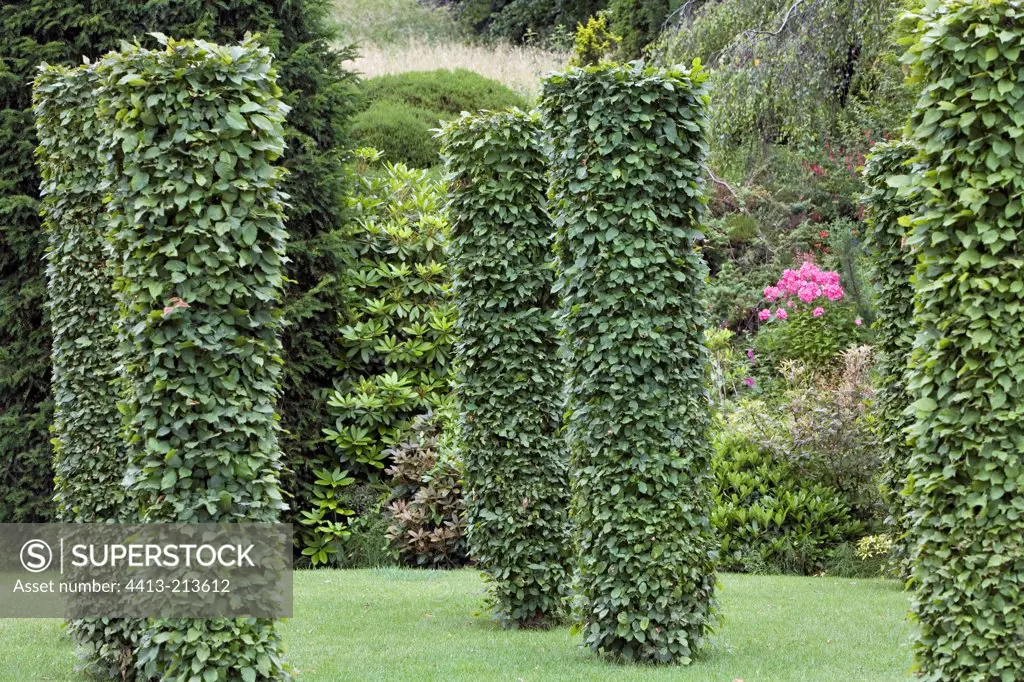 Column-like cut Hornbeams on lawn Haute-Savoie France