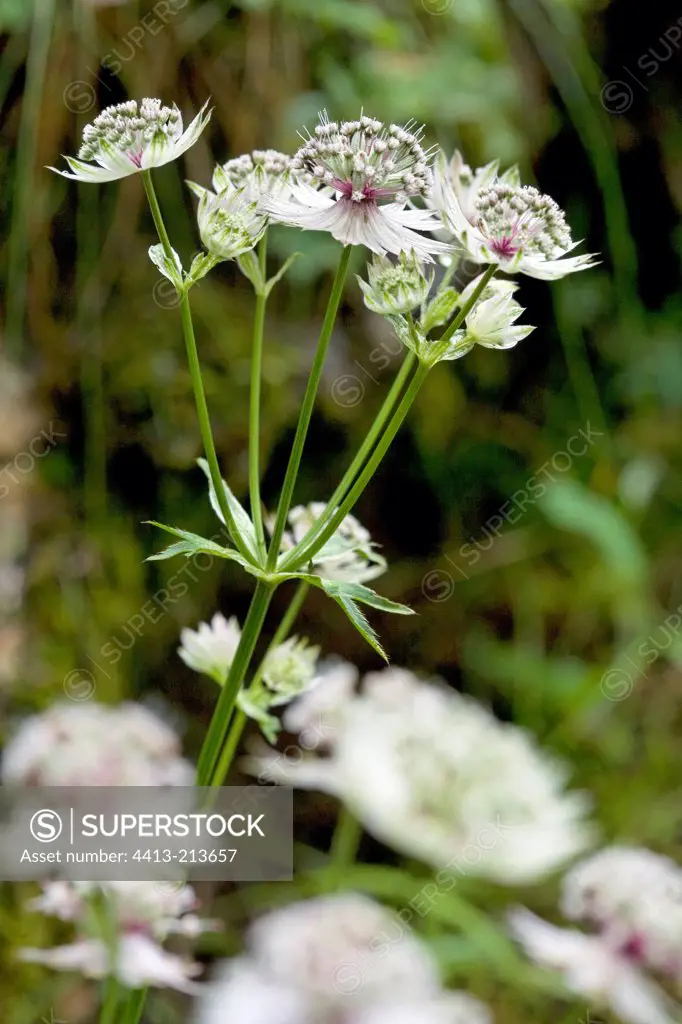 Masterwort in bloom Alpine garden of La Jaÿsinia France
