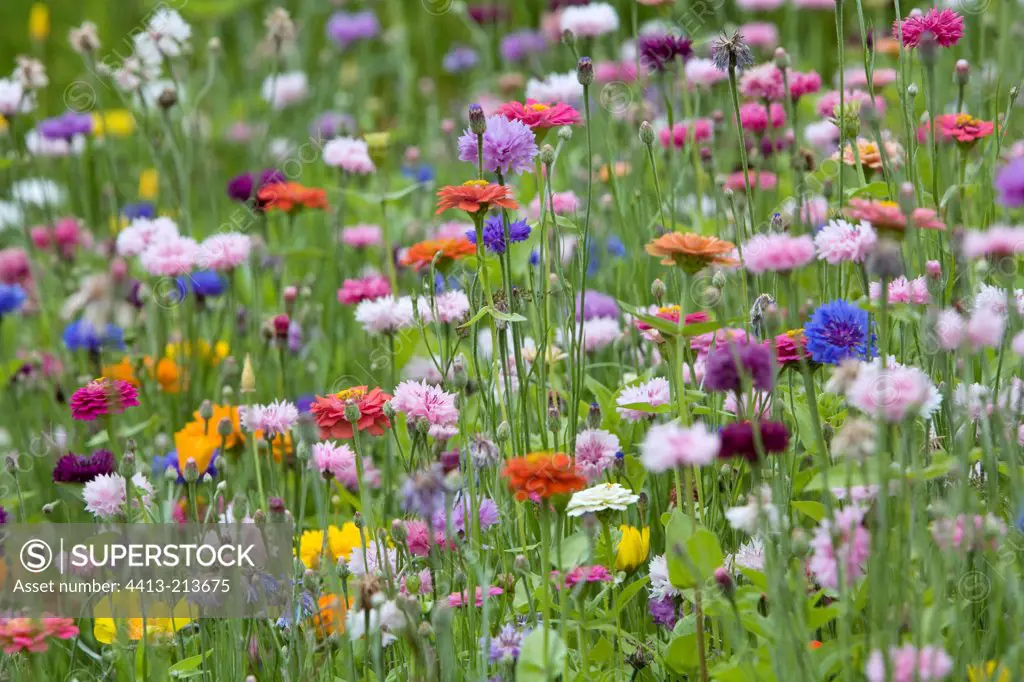 Flowery lawn with Zinnias and Garden cornflowers France