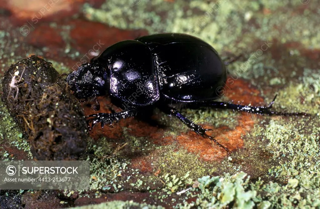 Beetle pushing a ball of excrement