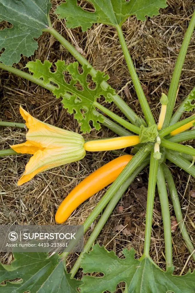 Flower and young fruit of a Zucchini 'Gold rush' Provence