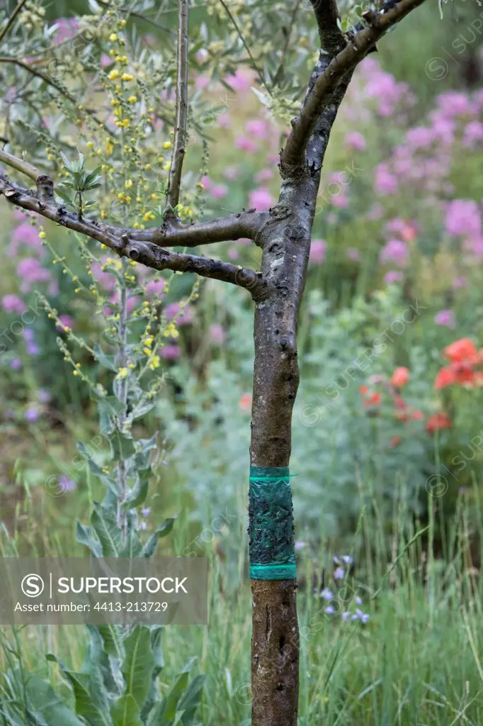 Insecticide glue on an olive tree trunk in spring France