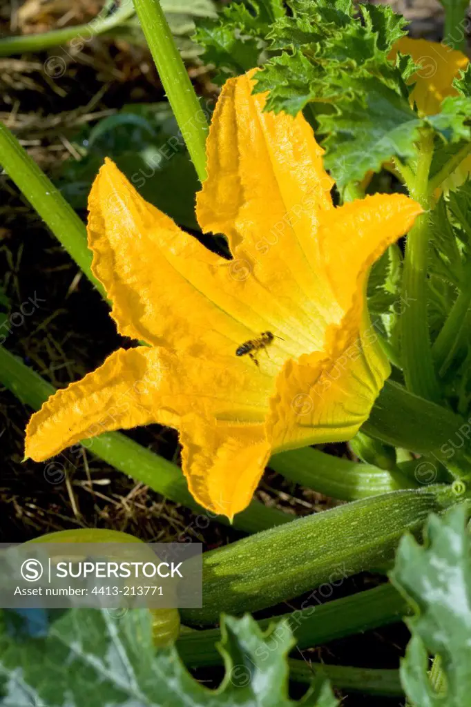 Bee on a Zucchini flower in spring Provence