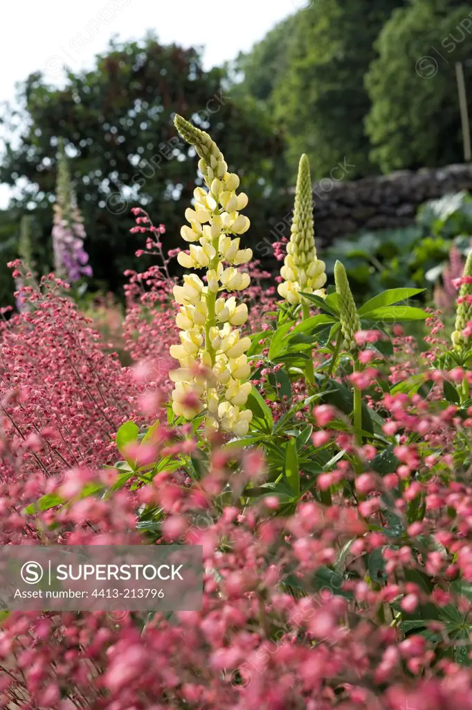 Marsh lupines and Coralbells in bloom in a garden France