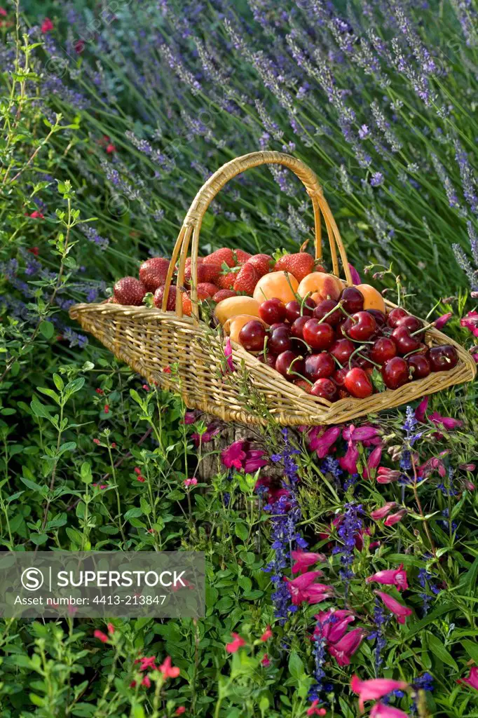 Basket of fruits in a flower massif Provence