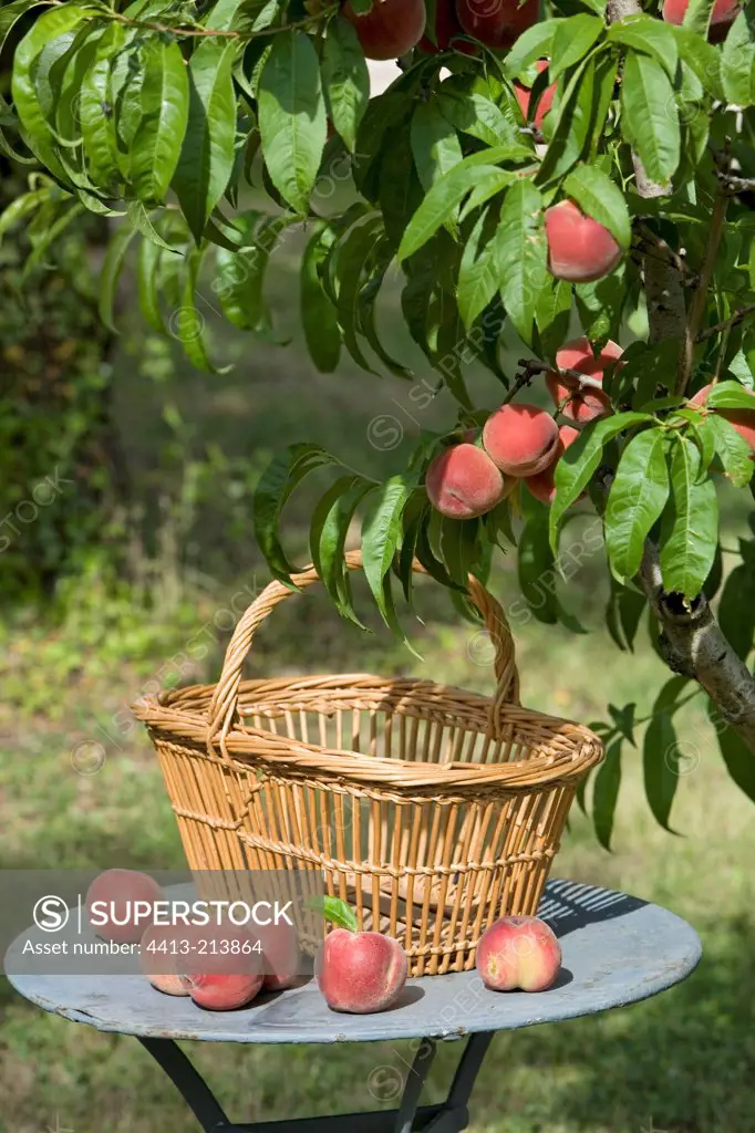Basket for peach harvest Provence