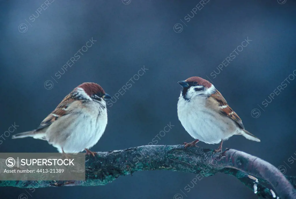 Pair of Eurasian tree sparrows posed on a branch France