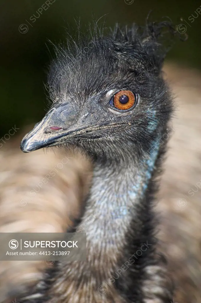 Portrait of an Emu