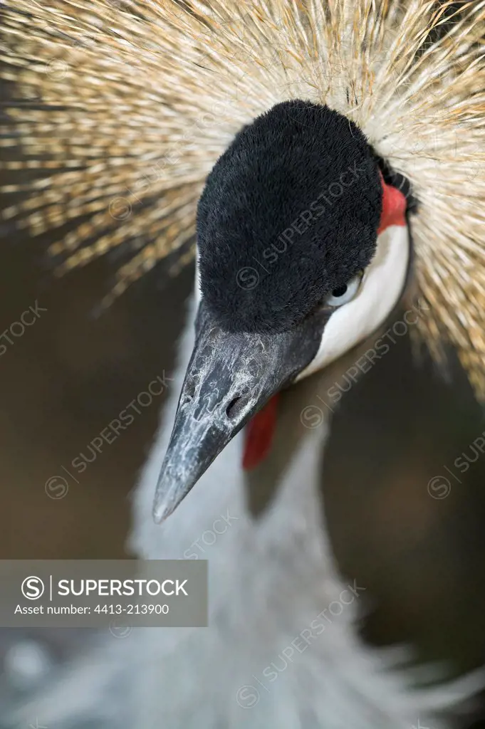 Portrait of a Grey Crowned-Crane