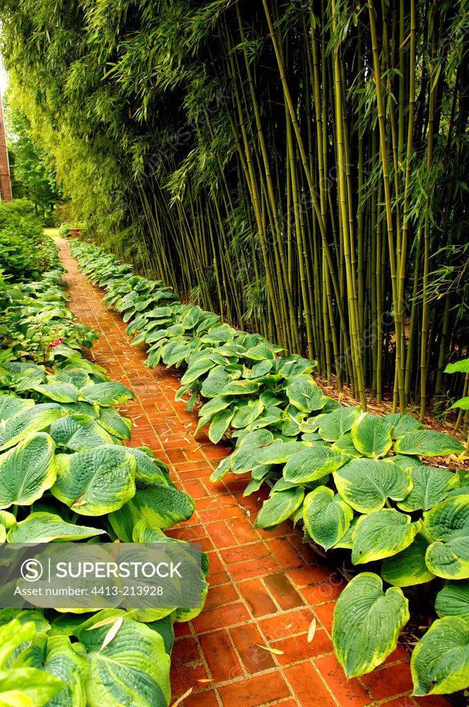 Bamboo plantation bordered by Hostas in a garden France