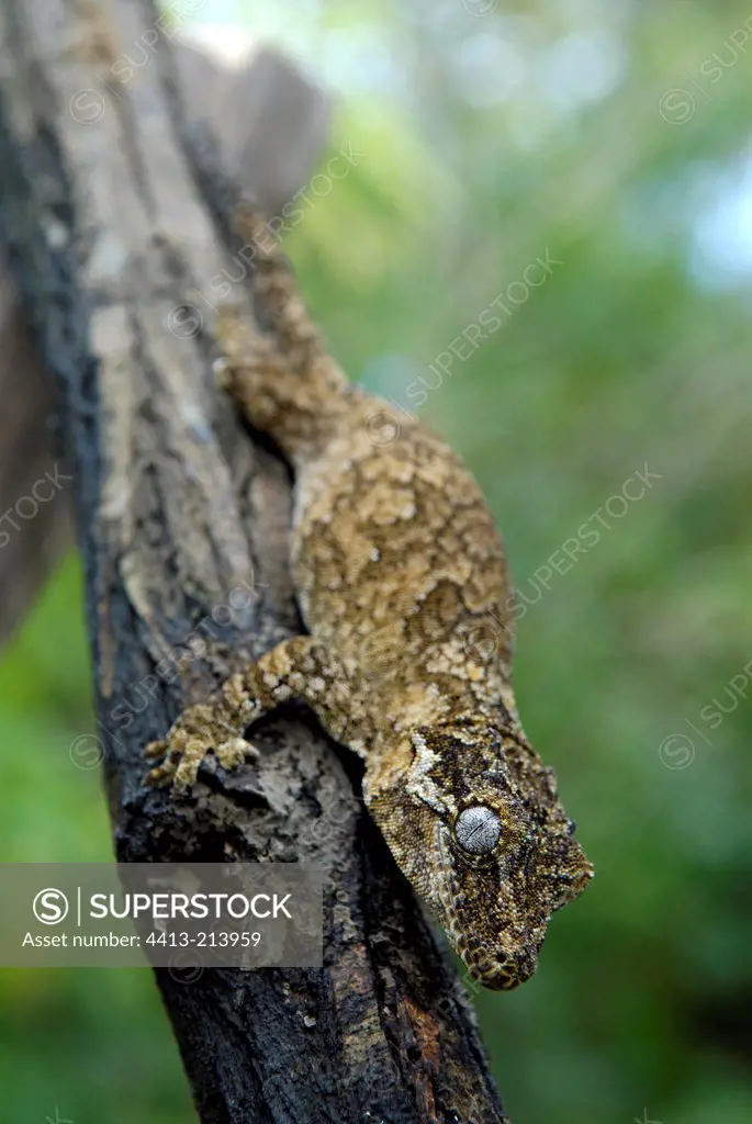 New Caledonian bumpy Gecko moving down from a tree trunk
