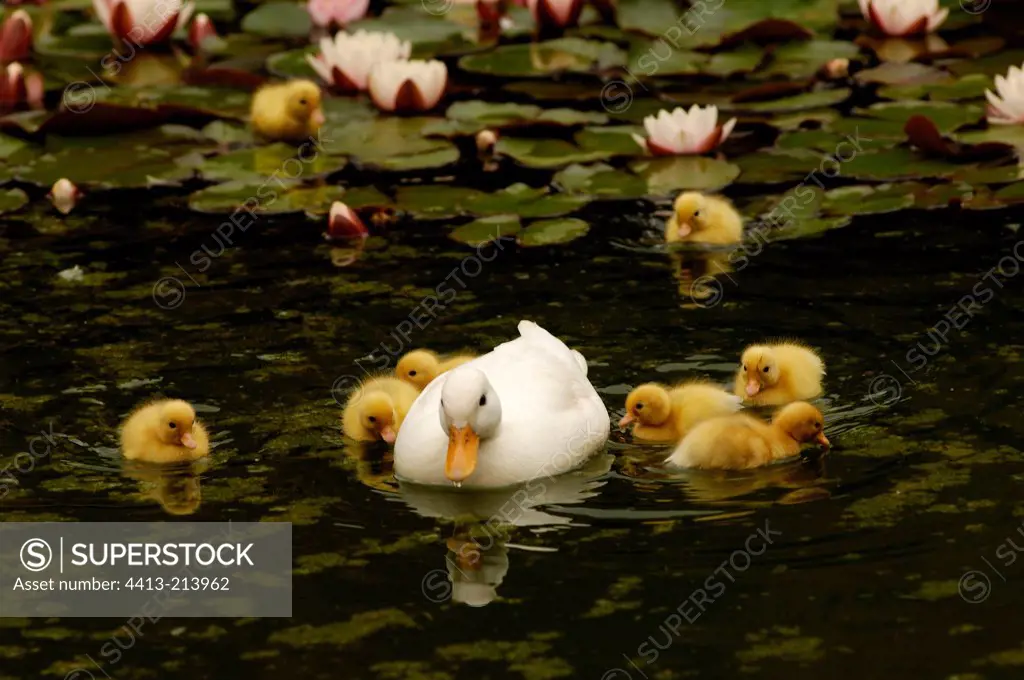 Female Pekin duck and duckling in a garden pond France