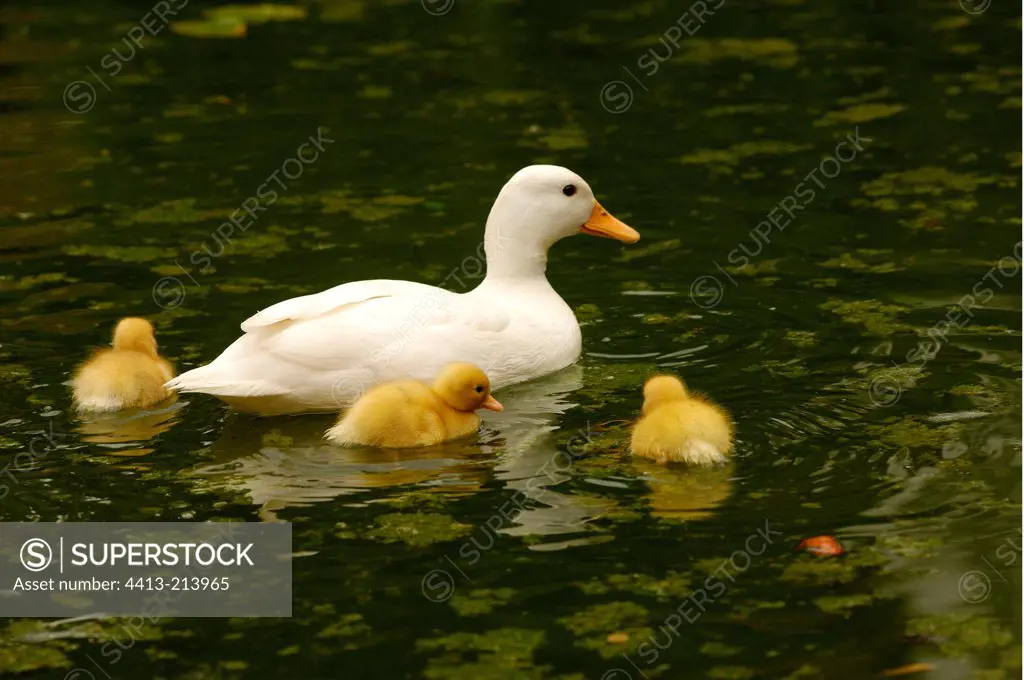 Female Pekin duck and duckling in a garden pond France