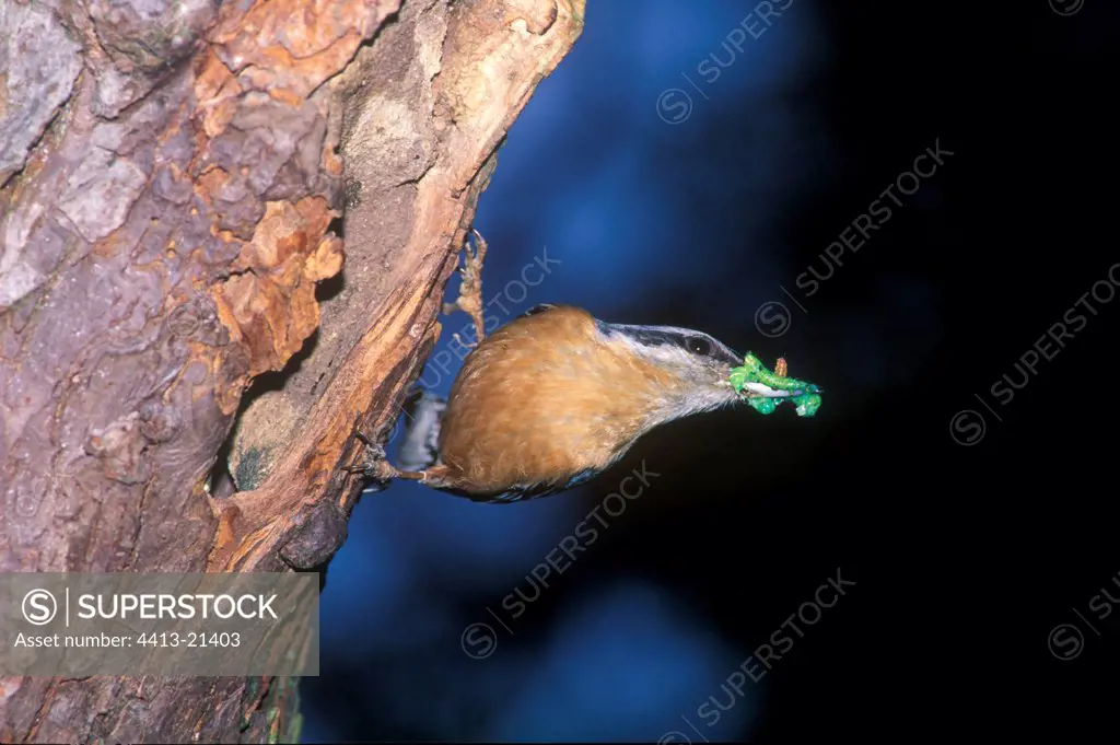 Wood Nuthatch fixed on the bark of a tree France
