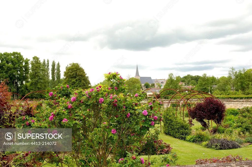 Rose-tree and perennial plants in a garden France