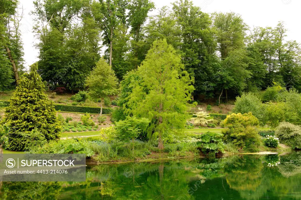 Bald cypress on the edge of a garden pond France