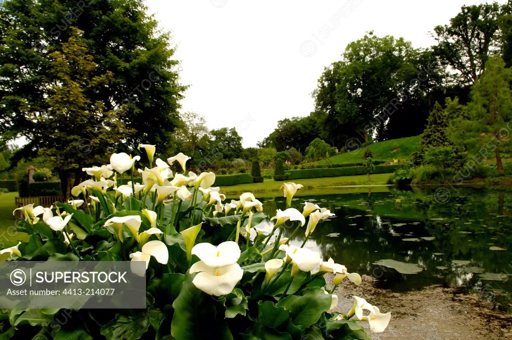 Arum lily on the edge of a garden pond France