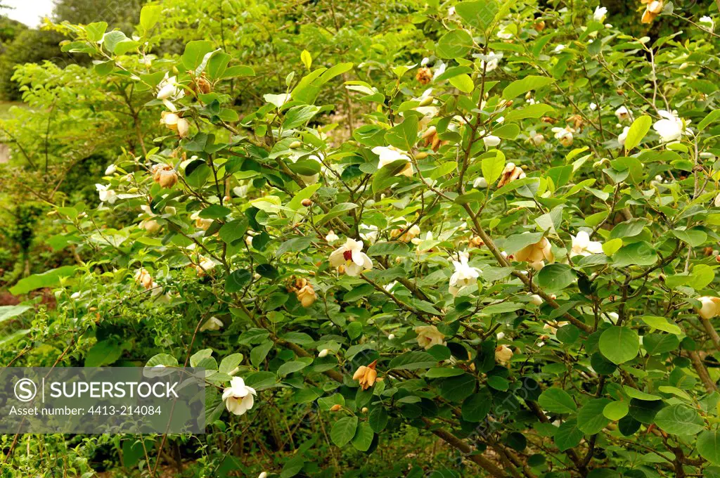 Oyama magnolia in flowers Plessis Sasnières garden France
