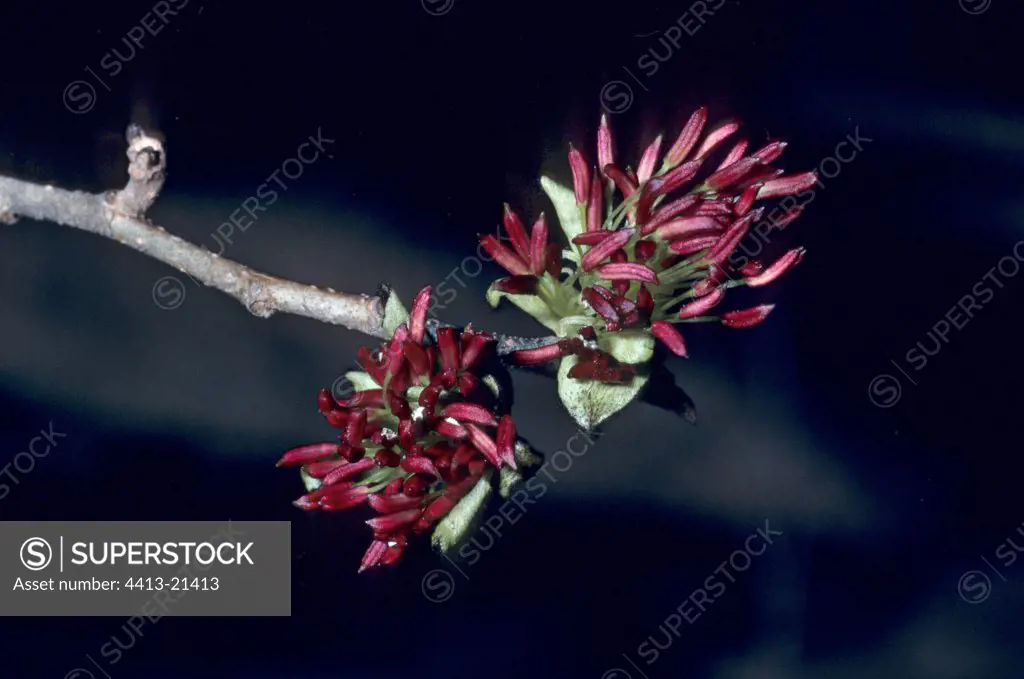 Inflorescence of Persian Parrotia