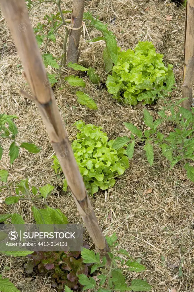 Mulch around salad and tomato plants in spring Provence