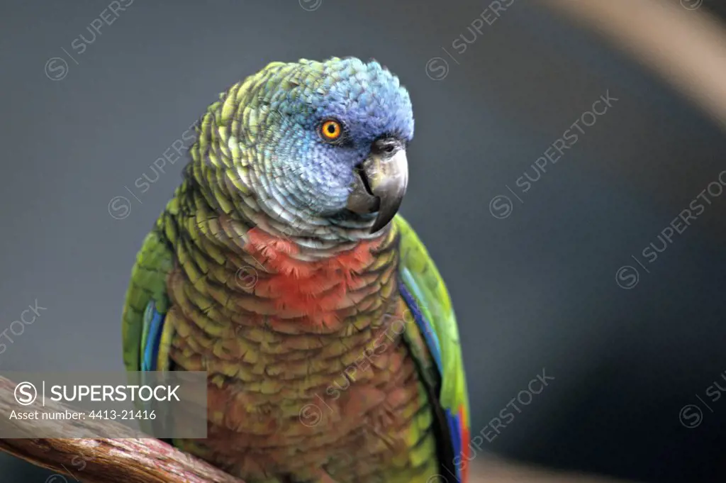 Portrait of the Parrot the Antilles