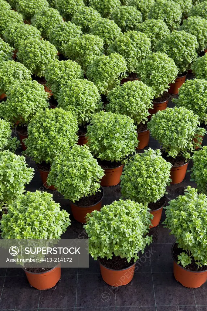 Potted small leaved Sweet basil plants Provence
