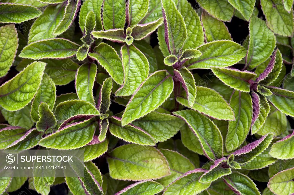 Green and purple leaves of Coleus Provence