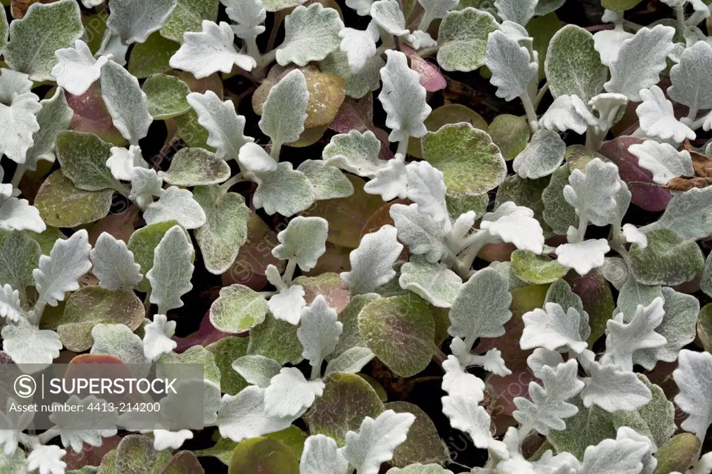 Leaves of Dusty Miller Provence