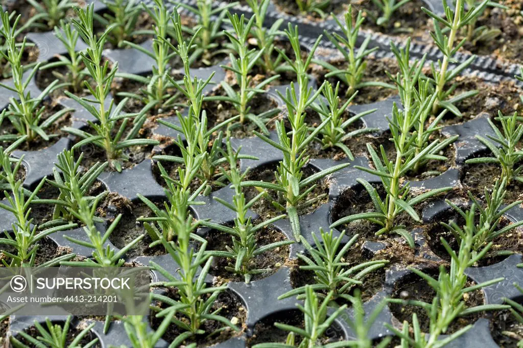 Cuttings of Rosemary Provence