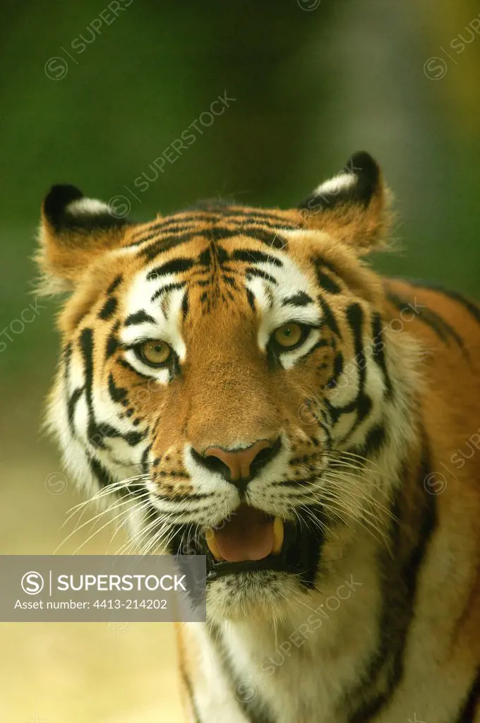 Portrait of a male Siberian tiger puffing in spring