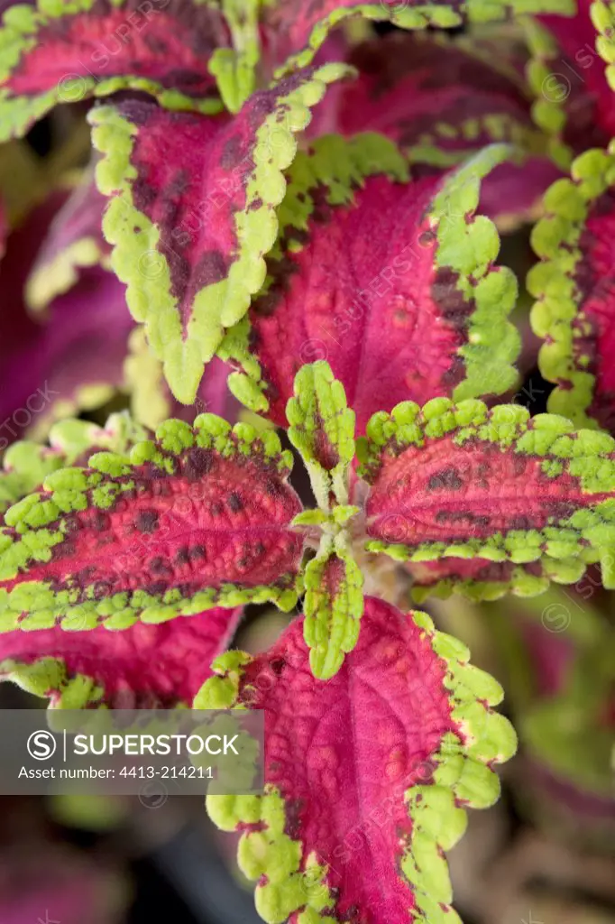Variegated leaves of Coleus Provence