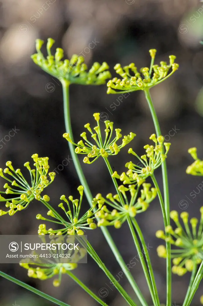 Yellow flowers of Dill Provence