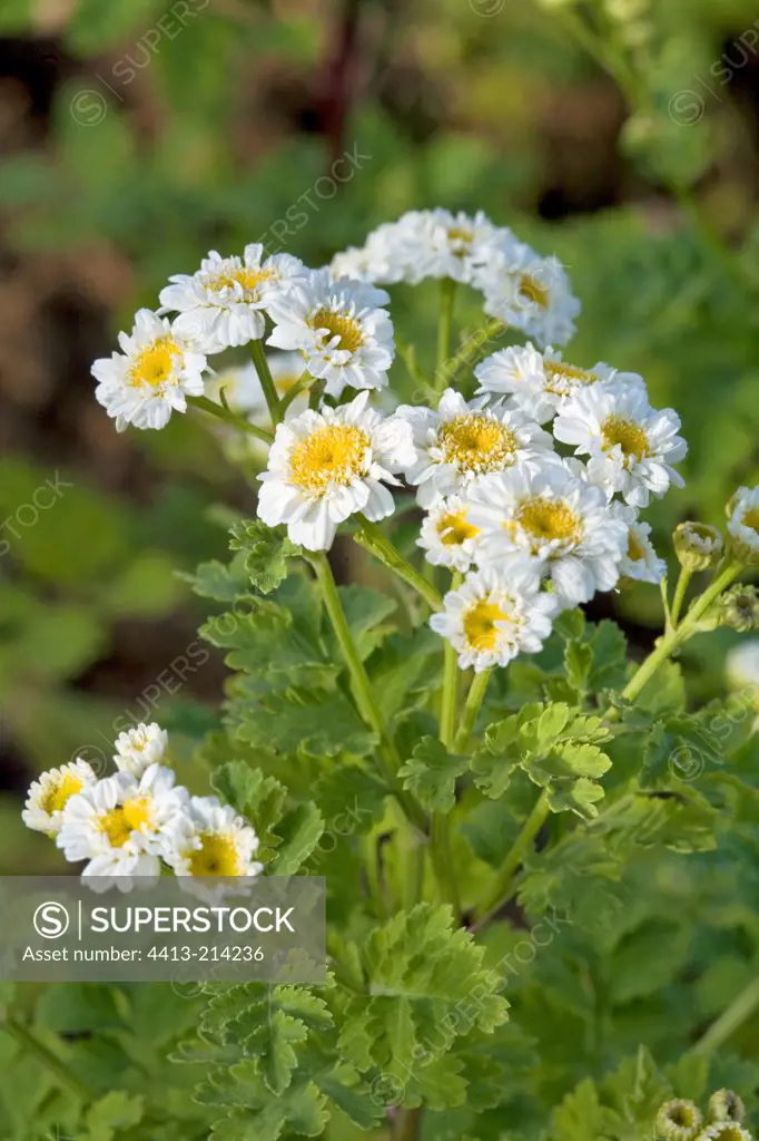 Flowers of Feverfew Provence