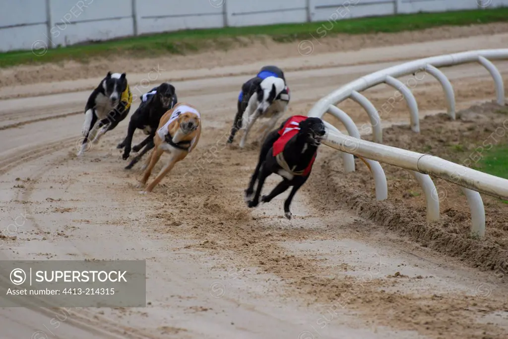 Greyhound race Dublin Ireland