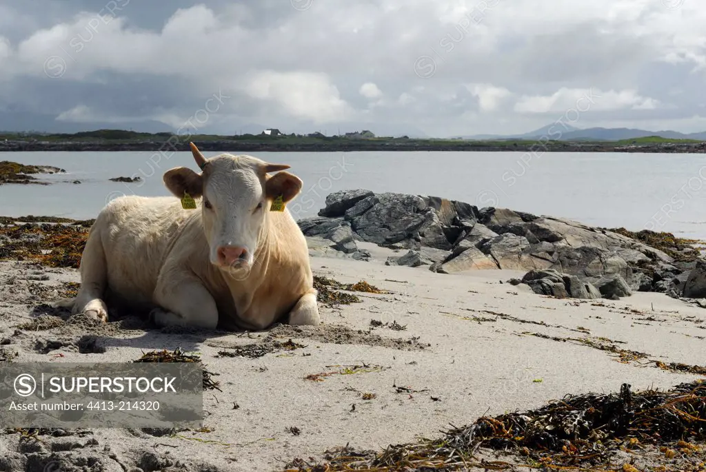 Cow cross on the beach Ballyconneely Connemara Ireland