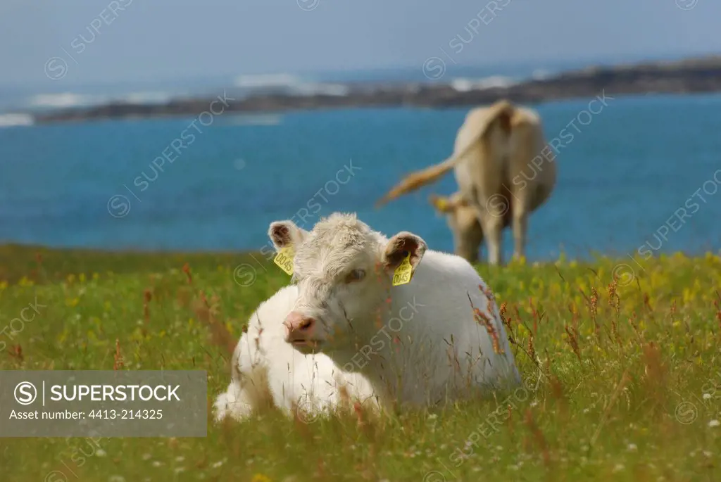 Heifer lying near the sea Ballyconnely Ireland