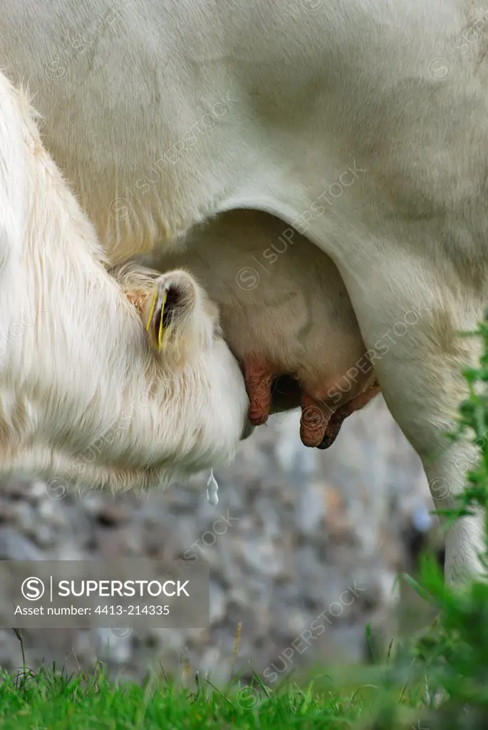 Charolais Calf sucking Connemara Ireland