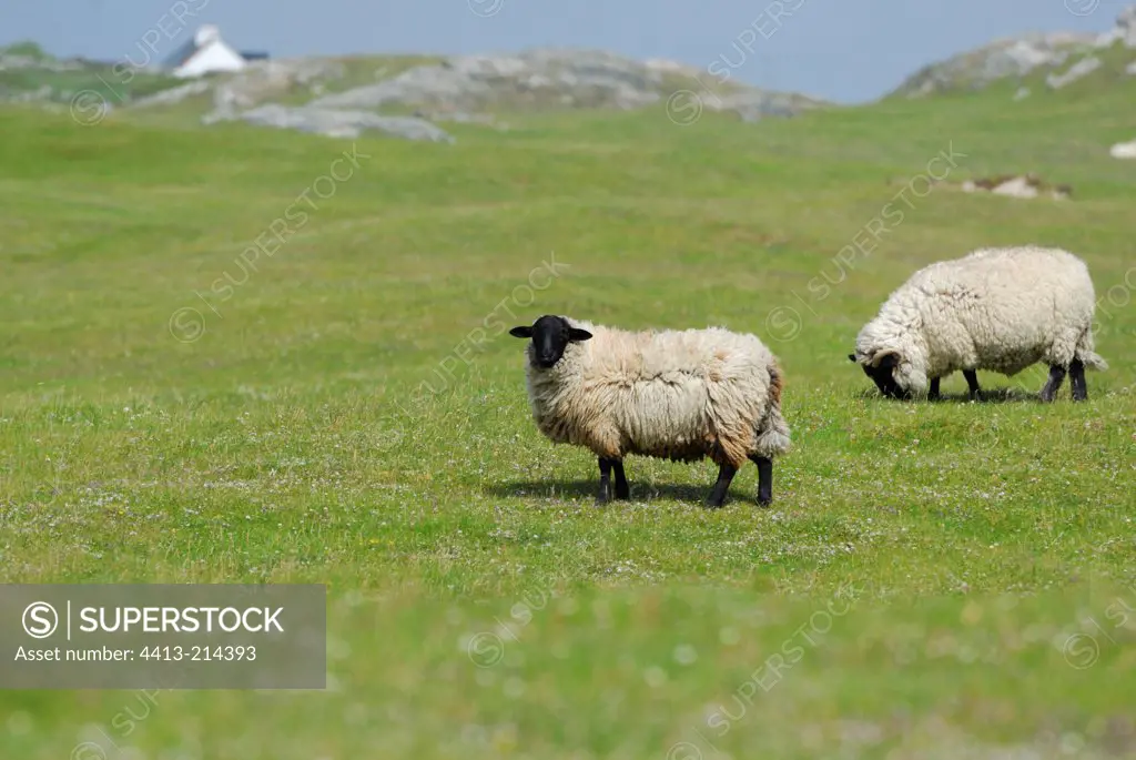 Shetland Lamb Connemara Ireland