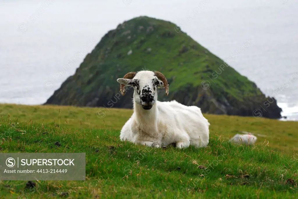 Ewes lying in the grass Dingle Peninsula Ireland