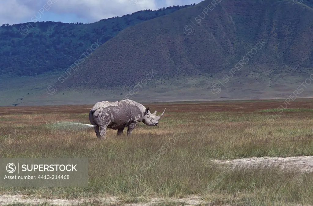 Female Black rhinoceros urinating Ngorongoro Tanzania