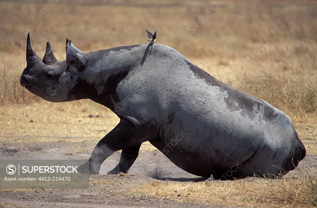 Black rhinoceros taking a dust bath Ngorongoro Tanzania