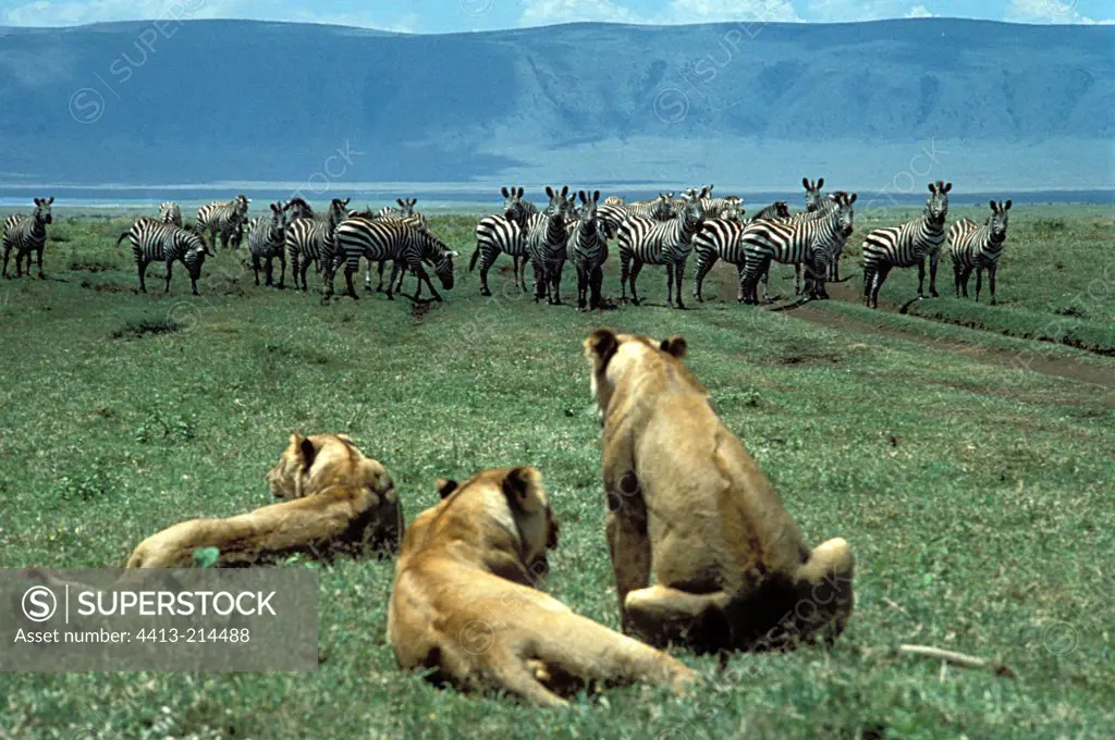 Lioness being after a herd of zebras Tanzania