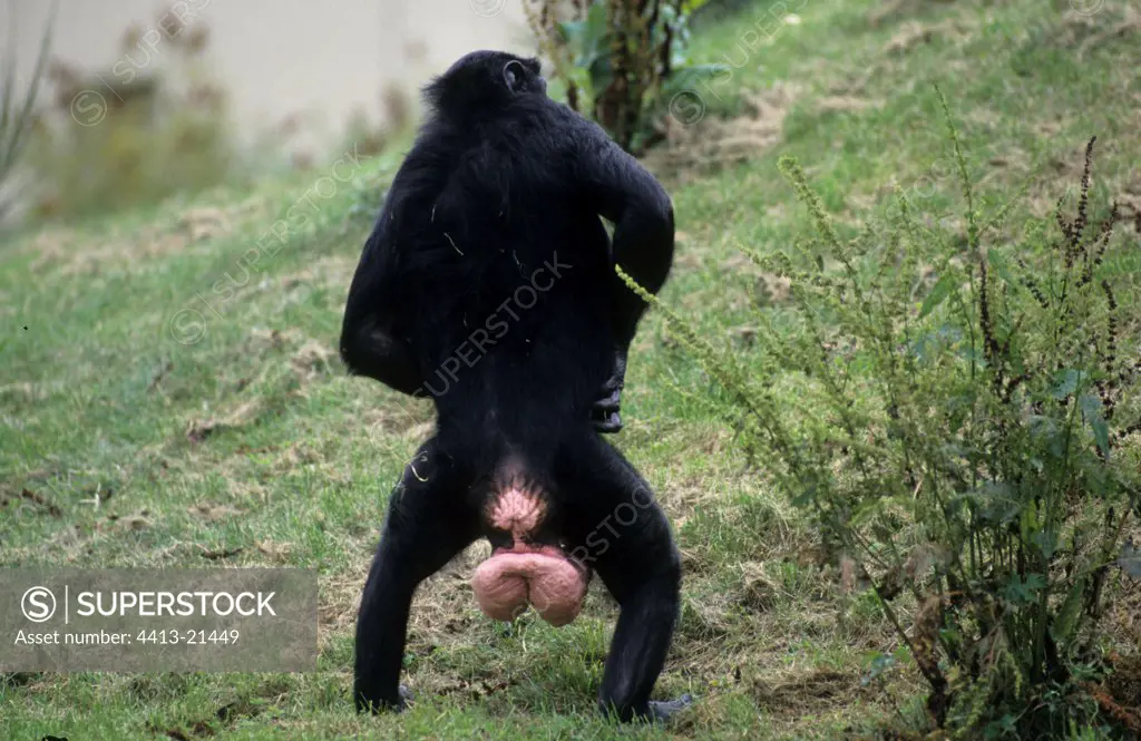 Bonobo female in oestrus with the dilated vulva