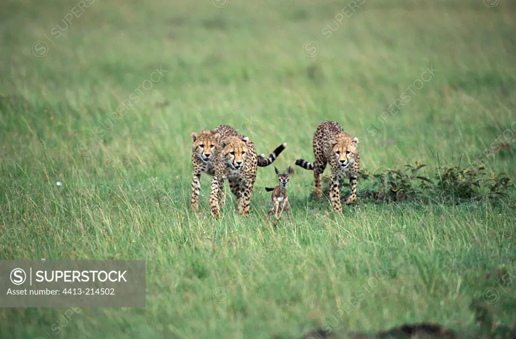 Young cheetahs learning to hunt a gazelle Tanzania