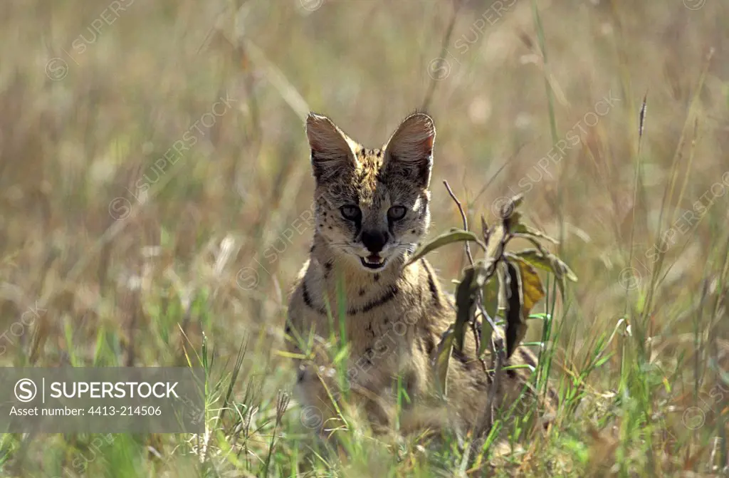 Serval sit in savanna watching around Tanzania