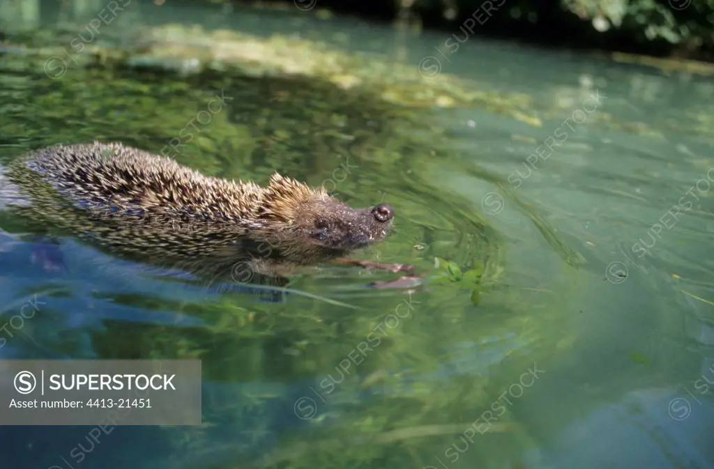 Swimming Western European Hedgehog France