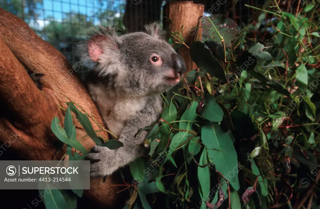 Mary Koala 14 months living in an enclosure in a voluntary