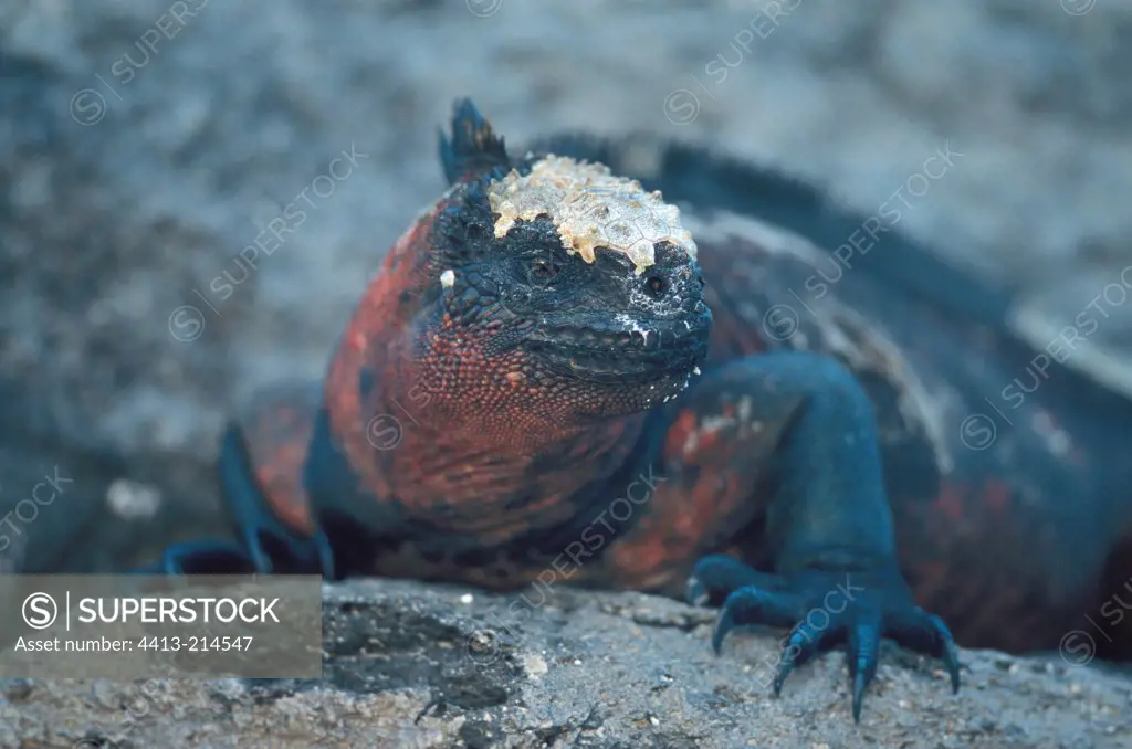 Marine iguana with head covered with salt Galapagos